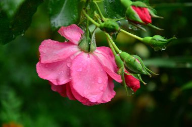 Bahçedeki güzel kırmızı çiçekler