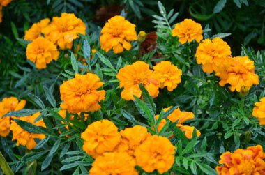 Bahçede turuncu kadife çiçeği