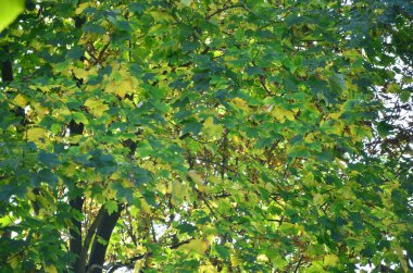 Sonbahar arkaplanı, dallardaki sarı yapraklar, ağaç.