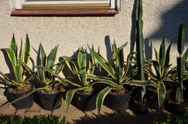 Tencerede büyük yeşil bir bitki