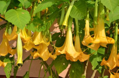 Balkabağının çiçekleri