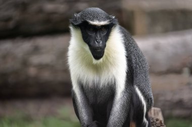 Yakından bakınca, gri ve beyaz bir maymunun hareketsiz oturduğunu ve çevresini odaklanmış gözlerle izlediğini görüyoruz.