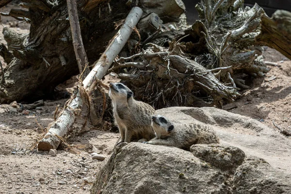 İki mirket dinleniyor ve etrafı gözetliyor. Güneş ışığında büyük desenli bir kayanın yanında.