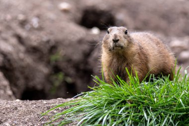 Çayır köpeği, yumuşak yeşil yapraklarla çevresini tarayan bir toprak tepeciğinde dik duruyor.