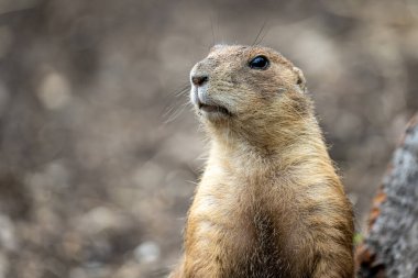 Çayır köpeği, yumuşak yeşil yapraklarla çevresini tarayan bir toprak tepeciğinde dik duruyor.