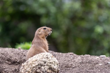 Çayır köpeği, yumuşak yeşil yapraklarla çevresini tarayan bir toprak tepeciğinde dik duruyor.