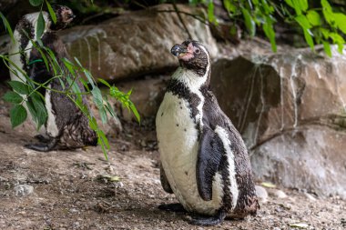 Humboldt pengueni, yapraklı örtülerin altındaki kayalık zeminde doğal ortama bakarken tetikte bekliyor.