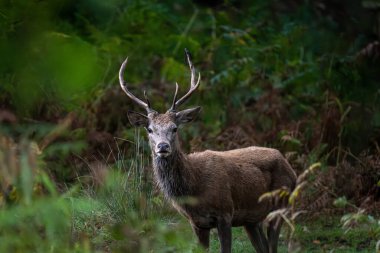 Kızıl bir geyik, sık ormanlarda tetikte durur. Boynuzları gölgelerden izlerken yüksekte durur.