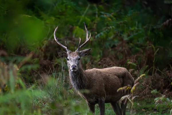 Kızıl bir geyik, sık ormanlarda tetikte durur. Boynuzları gölgelerden izlerken yüksekte durur.