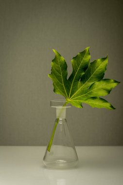 Büyük yeşil bir yaprak, düz bir arkaplanda, temiz laboratuvar mataralarında dikiliyor.