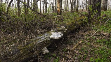 A tinder fungus on the trunk of a fallen tree. clipart