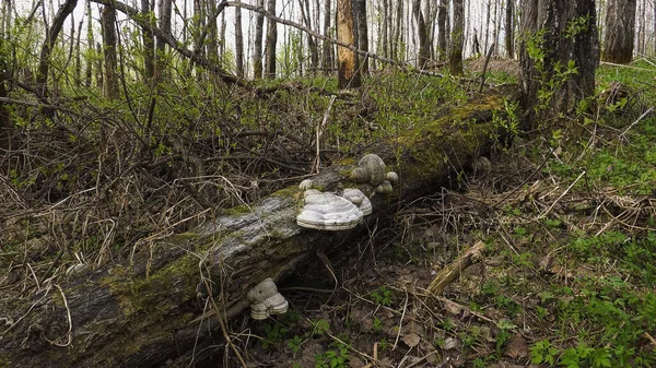 Egy Tindergomba Egy Kidőlt Törzsén — Stock Fotó