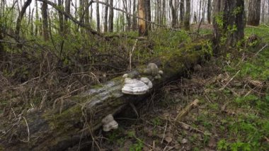 Devrilen bir ağacın gövdesinde bir mantar..