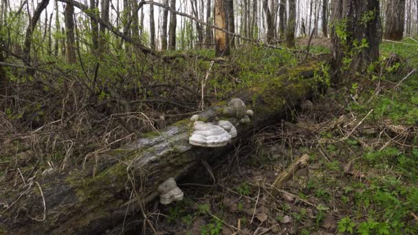 Champignon Amadou Sur Tronc Arbre Tombé — Video