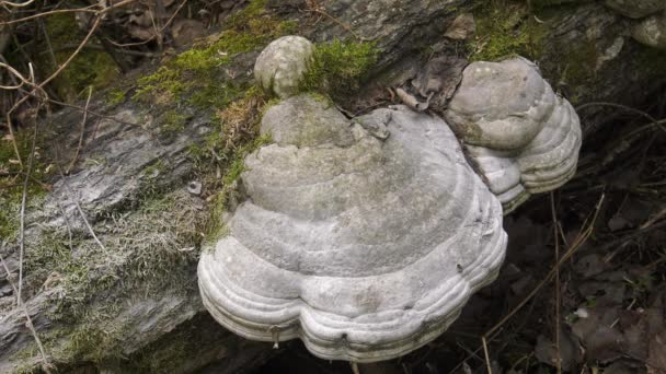 Champignon Amadou Sur Tronc Arbre Tombé — Video