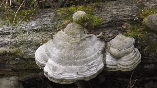 Champignon Amadou Sur Tronc Arbre Tombé — Video