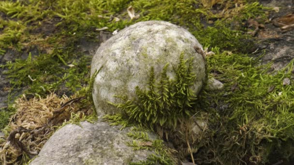 Champignon Amadou Sur Tronc Arbre Tombé — Video