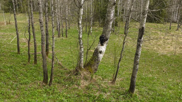 Champignon Chaga Sur Tronc Bouleau — Photo