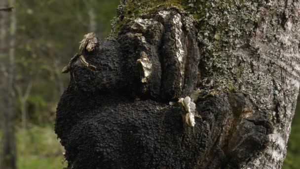 桦树树干上的一种沙加真菌 — 图库视频影像
