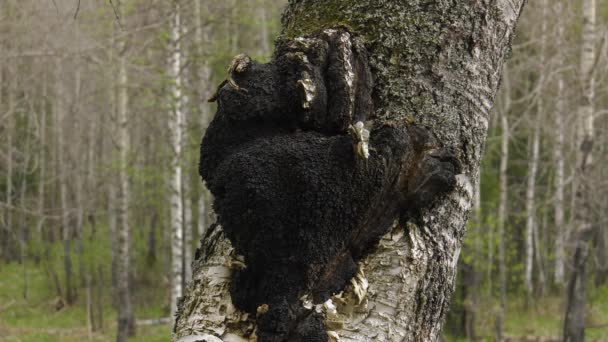 Champignon Chaga Sur Tronc Bouleau — Video