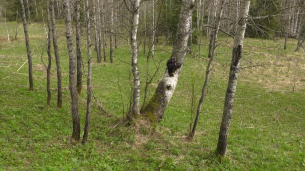 Champignon Chaga Sur Tronc Bouleau — Video