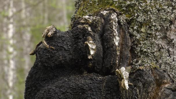 Hongo Chaga Tronco Abedul — Vídeo de stock