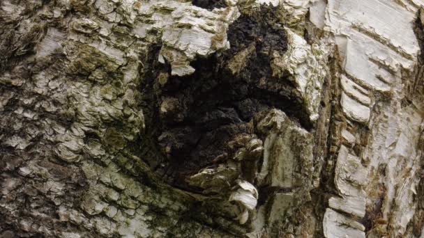 Champignon Chaga Sur Tronc Bouleau — Video