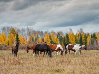 Sayan 'daki Tunka vadisinde bir at sürüsü.