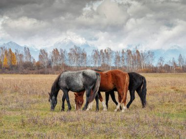Sayan 'daki Tunka vadisinde bir at sürüsü.