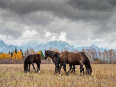 Sayan 'daki Tunka vadisinde bir at sürüsü.