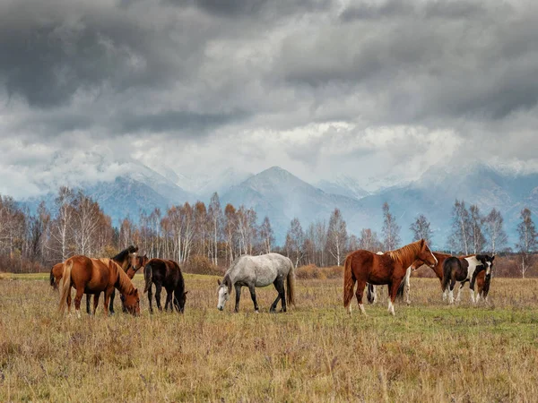 Sayan 'daki Tunka vadisinde bir at sürüsü.