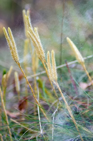 Common Club Moss Lycopodium Clavatum Disseminates Spores Wind — Stock Photo, Image