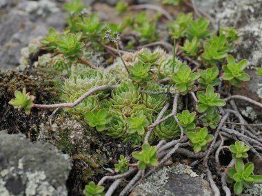 Ural Dağları. Taşrop ve ev bitkileri kayaların arasında..