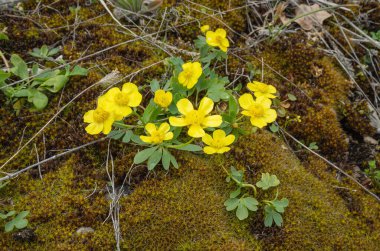 Yosunların arasında çiçek açan bir düğün çiçeği.