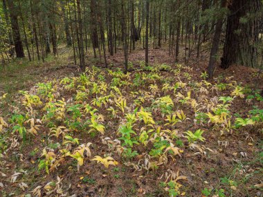 Karışık bir ormanda meyvelerle poligonatum odoratum (açısal Süleyman 'ın mührü).