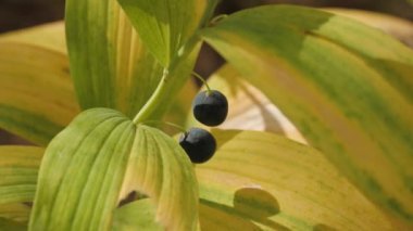 Karışık bir ormanda meyvelerle poligonatum odoratum (açısal Süleyman 'ın mührü).