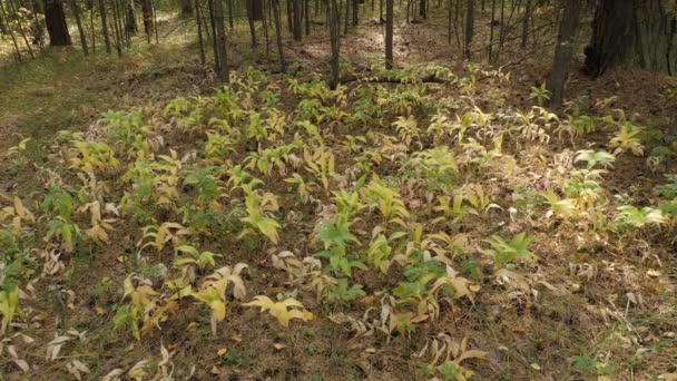 Polygonatum Odoratum Кутова Печатка Соломона Фруктами Змішаному Лісі — стокове відео