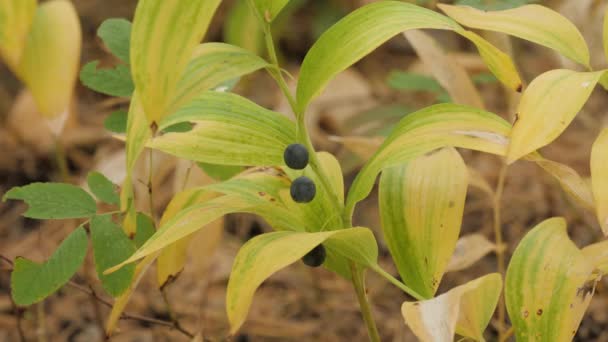 多角形索罗门 Polygonatum Odoratum 果实在混交林中 — 图库视频影像