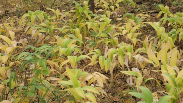 多角形索罗门 Polygonatum Odoratum 果实在混交林中 — 图库视频影像