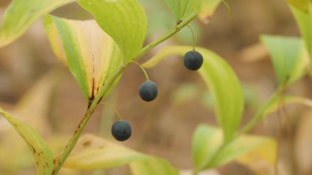 Polygonatum Odoratum Angular Solomon Seal Med Frukter Blandskog — Stockvideo