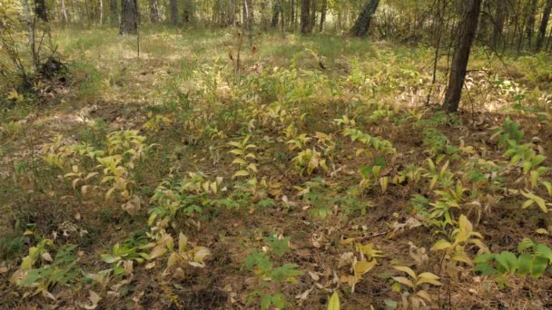 多角形索罗门 Polygonatum Odoratum 果实在混交林中 — 图库视频影像