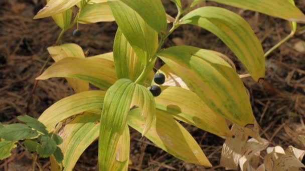 Polygonatum Odoratum Segel Salomo Sudut Dengan Buah Buahan Hutan Campuran — Stok Video