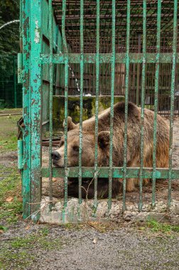 Ufa 'daki Bashkiria Ormancıları Parkı. Kapalı alanda ayı var..
