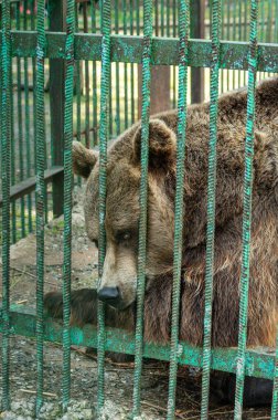 Ufa 'daki Bashkiria Ormancıları Parkı. Kapalı alanda ayı var..