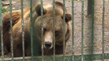 Ufa 'daki Bashkiria Ormancıları Parkı. Kapalı alanda ayı var..