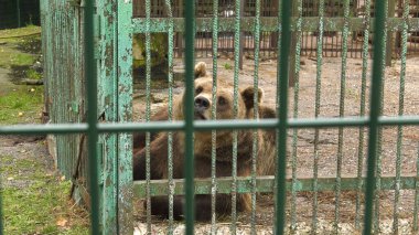 Ufa 'daki Bashkiria Ormancıları Parkı. Kapalı alanda ayı var..
