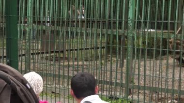 Ufa 'daki Bashkiria Ormancıları Parkı. Etrafını sarın. Hayvanat bahçesi ziyaretçileri.