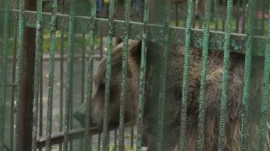 Ufa 'daki Bashkiria Ormancıları Parkı. Kapalı alanda ayı var..
