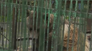 Ufa 'daki Bashkiria Ormancıları Parkı. Kapalı alanda ayı var..