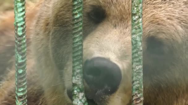 ウファのバシキリアの森の公園 囲いの中でクマ — ストック動画